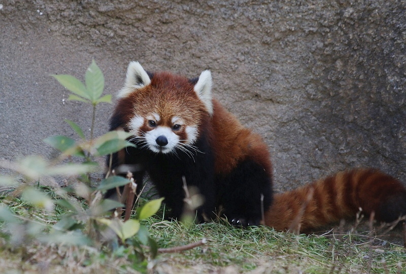 レッサーパンダがいる遊園地 ひらかたパーク_a0306502_23414483.jpg