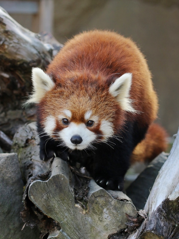 レッサーパンダがいる遊園地 ひらかたパーク レサパン日和
