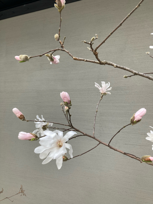 風に揺れる辛夷 コブシ の花 ワットモーイ オランダのフラワーアレンジメント教室