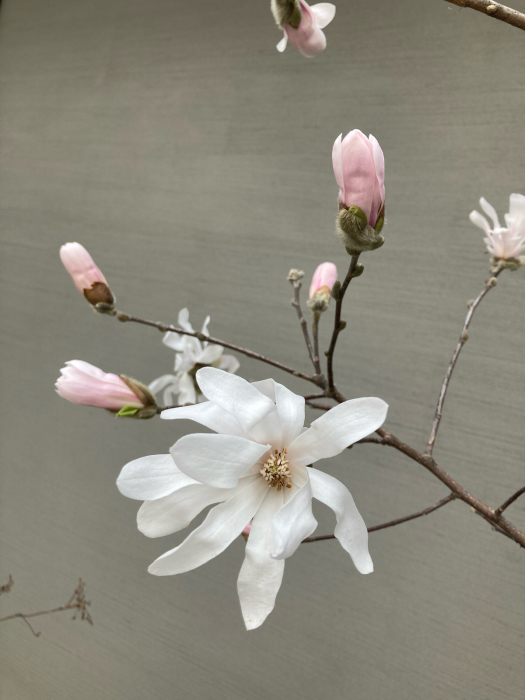 風に揺れる辛夷 コブシ の花 ワットモーイ オランダのフラワーアレンジメント教室