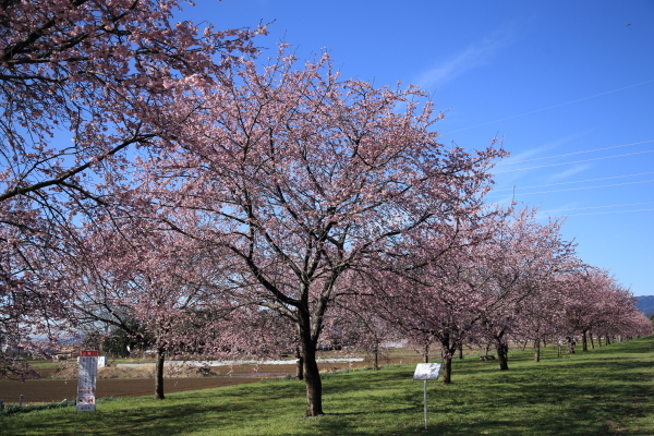 2022年さくら紀行③坂戸市北浅羽桜堤公園 安行寒桜その1_f0229832_23184877.jpg
