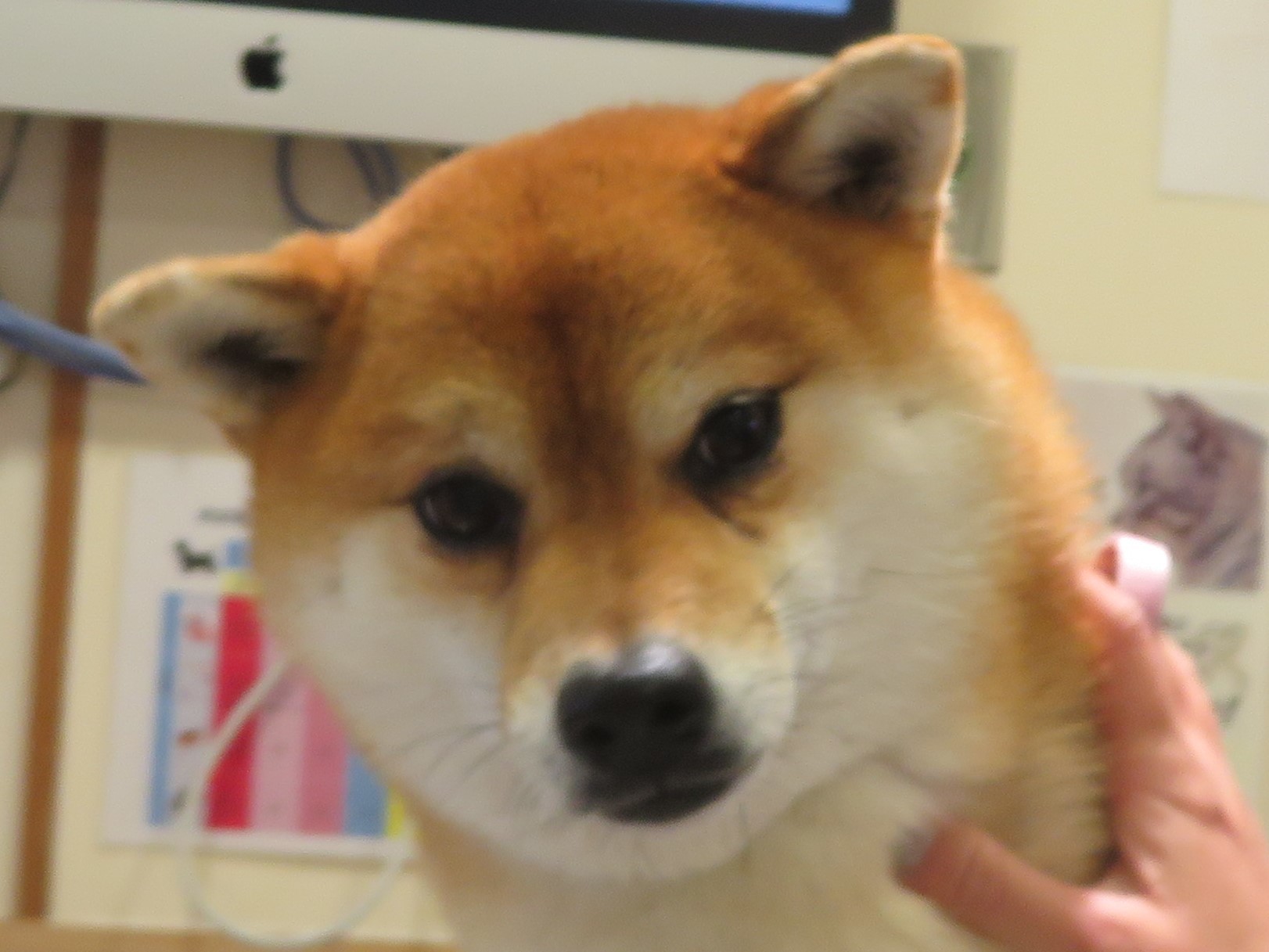 3月 23日の写真_c0174644_12473208.jpg