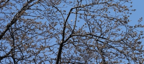 シンボルツリー夫婦桜開花 週末以降見ごろに3 21 北鎌倉湧水ネットワーク