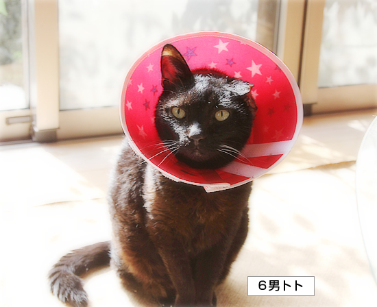 トト、カラーをつけられる_a0389088_16440216.jpg
