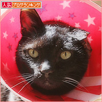 トト、カラーをつけられる_a0389088_16440333.jpg