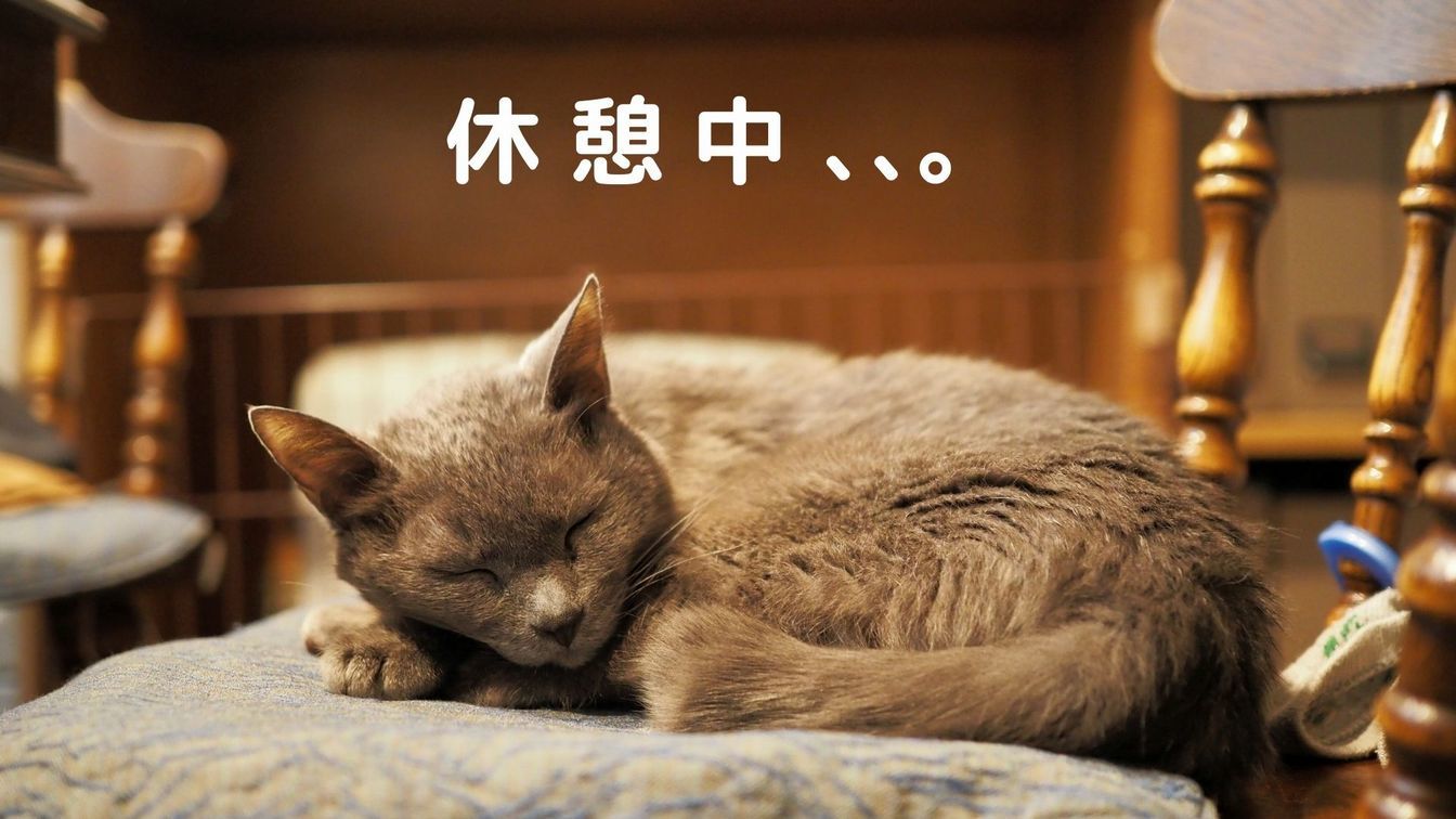 冬に逆戻りの寒さと、うちの猫_c0154691_14253858.jpg