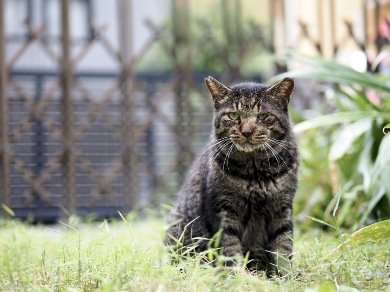 冬に逆戻りの寒さと、うちの猫_c0154691_15292988.jpg