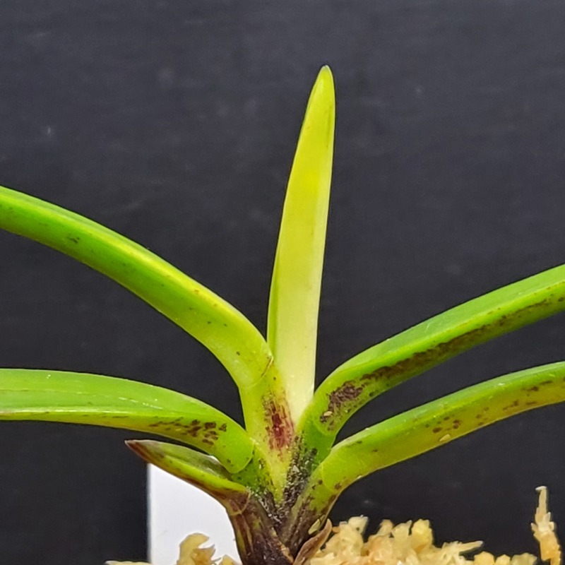 富貴蘭 金牡丹 山口 : 富貴蘭チャンネル