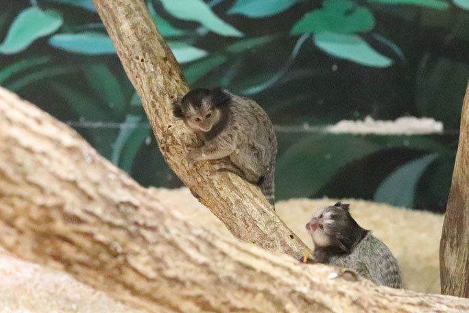 生後三か月のクロミミマーモセットの赤ちゃん（千葉市動物公園 February 2021）_b0355317_20505928.jpg