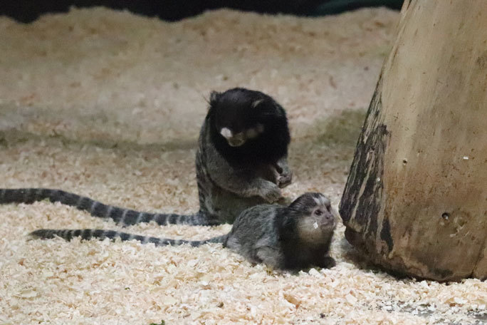 生後三か月のクロミミマーモセットの赤ちゃん（千葉市動物公園 February 2021）_b0355317_20564367.jpg