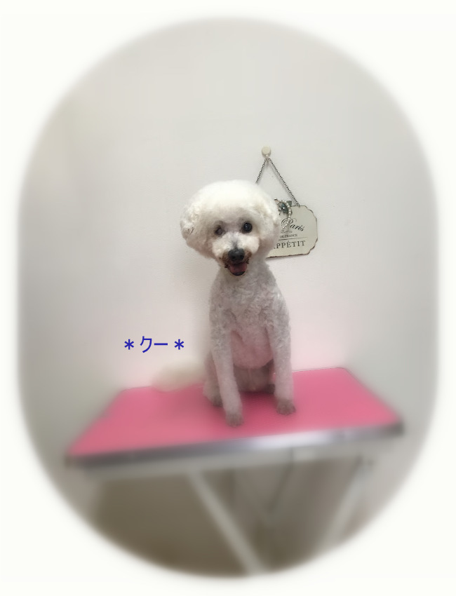 クーくん_a0315823_16453612.jpg