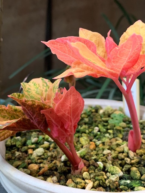 山野草 斑入りヤマシャクヤク 実生1年苗 A