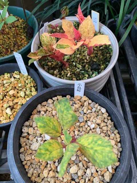 斑入り山野草斑入りヤマシャクヤク白三光覆輪山木｜鉢植え