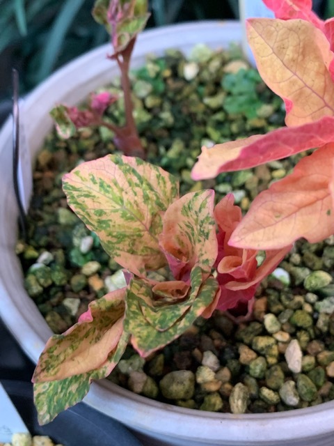 □山野草□ 斑入り ヤマシャクヤク ⑦