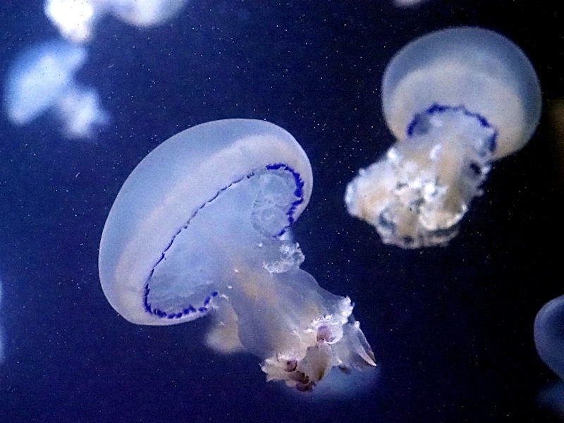 ビゼンクラゲの仲間 動物園放浪記