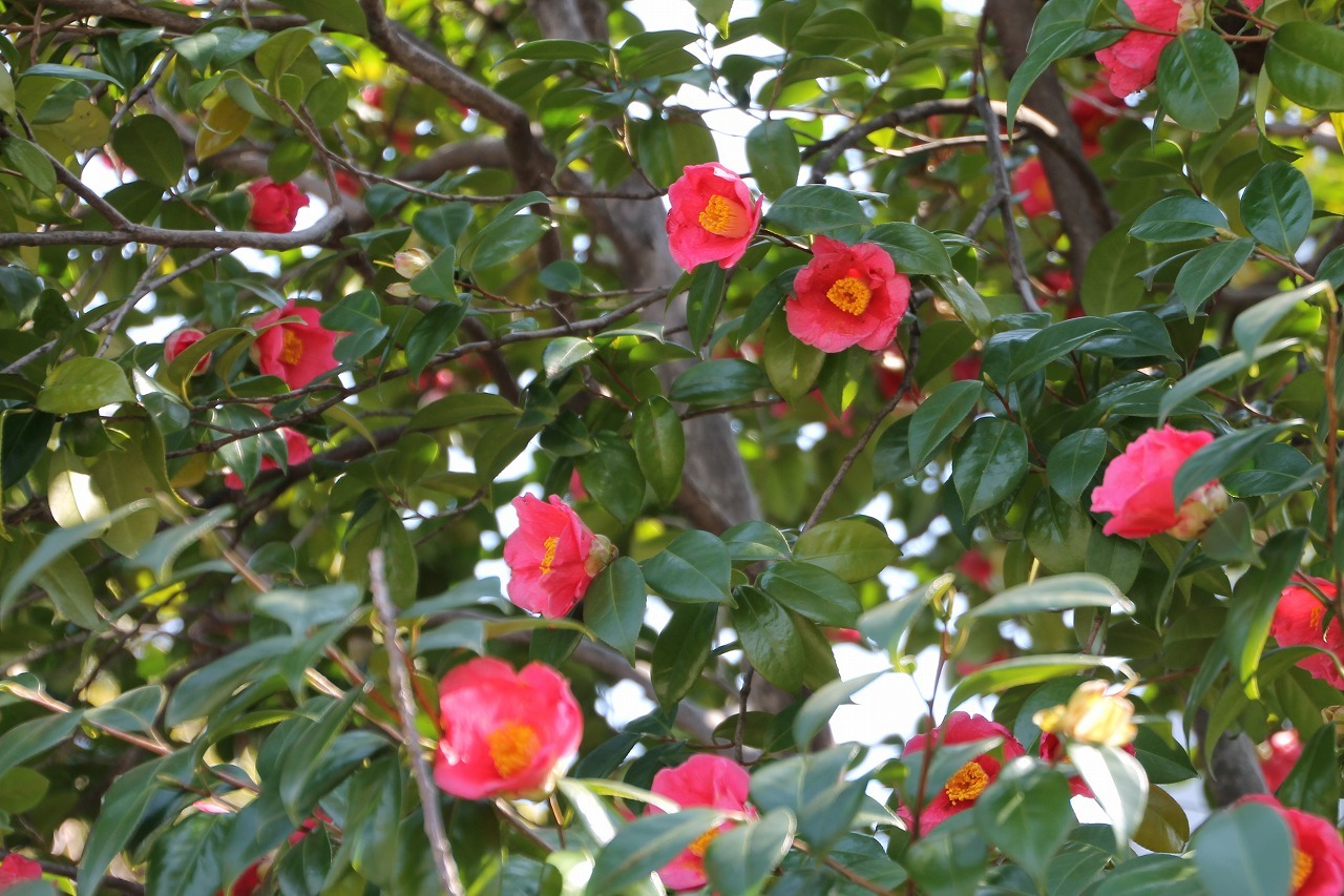 花　万葉集 万葉集花語り | 清川 妙 |本 | 通販 | Amazon
