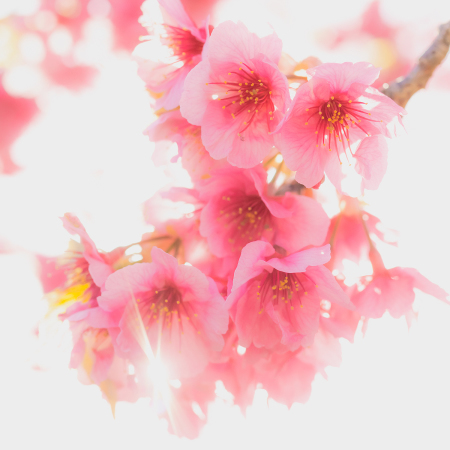 花のある風景　カワヅザクラ_b0133053_22513035.jpg