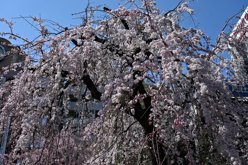 上野公園　寒緋桜満開_f0079061_16415531.jpg