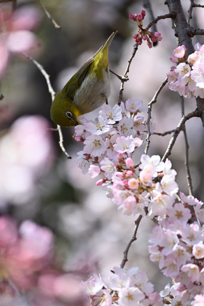 上野公園　寒緋桜満開_f0079061_16421200.jpg