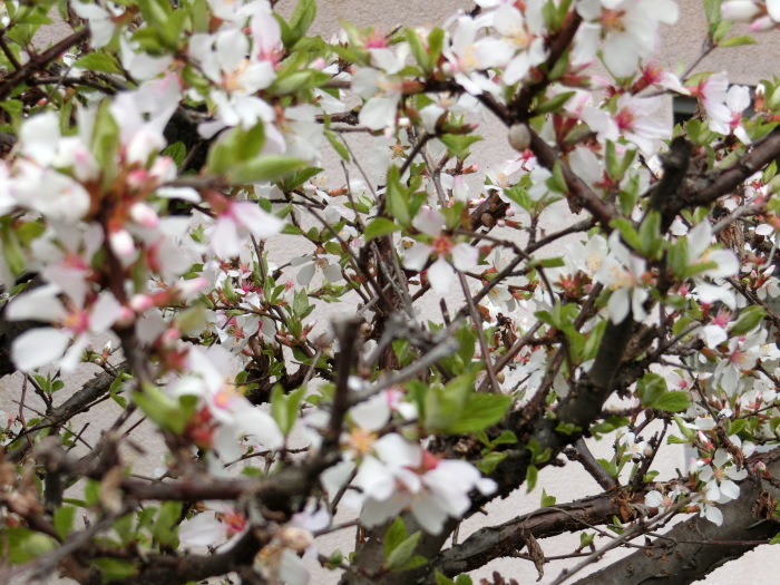 ユスラウメ 山桜桃梅 も満開です フレンチ食堂 エスカルゴ