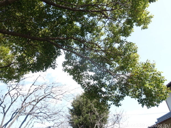 春の庭しごと　常緑樹の剪定（クスノキとイヌマキ）_c0293787_14471831.jpg