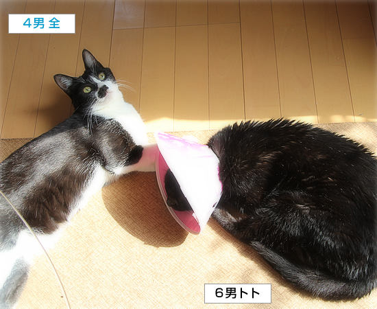 発熱_a0389088_17200207.jpg