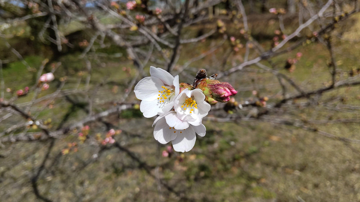 3月24日の太陽_e0174091_16270266.jpg
