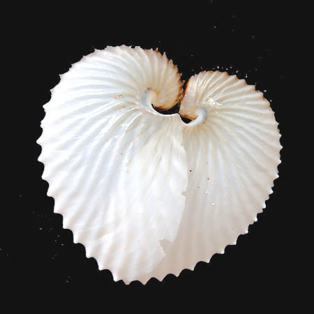 アオイガイ : 福井の打上げ貝