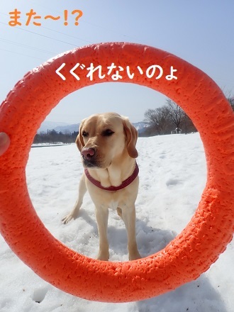 雪国万歳＼(^o^)／_c0182012_12341934.jpg