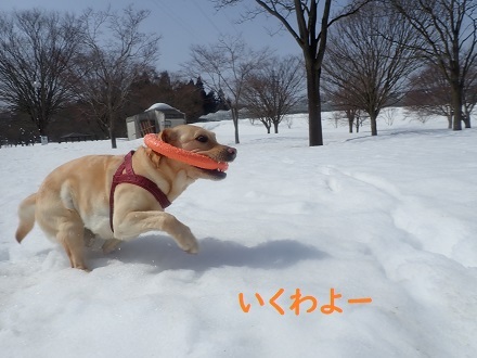 雪国万歳＼(^o^)／_c0182012_12342229.jpg