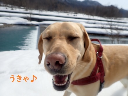 雪国万歳＼(^o^)／_c0182012_12342791.jpg