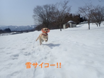 雪国万歳＼(^o^)／_c0182012_12343057.jpg