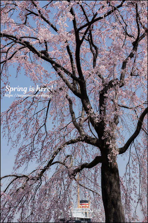 春が来た！_f0100215_19264749.jpg