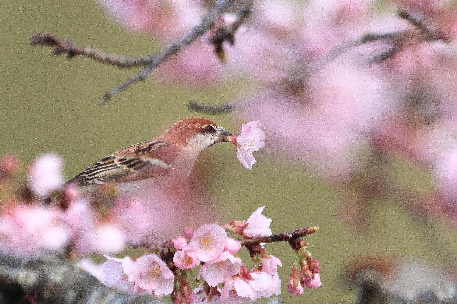 ニュウナイスズメ　桜の花と枝の 隙間から_f0369315_08531760.jpg