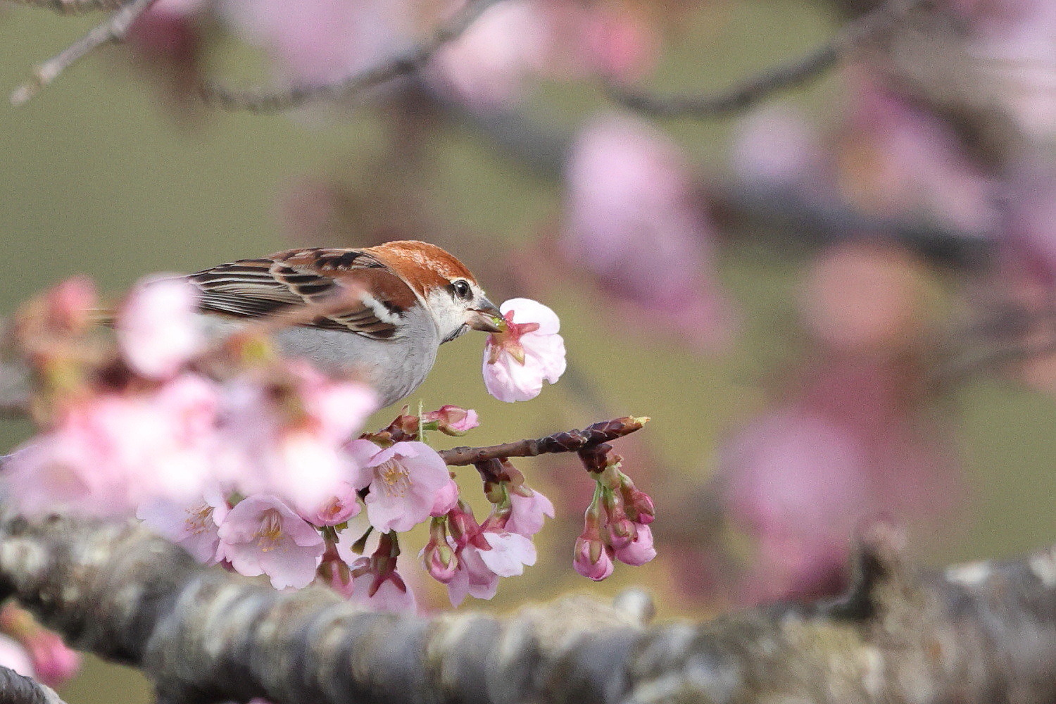 ニュウナイスズメ 桜の花と枝の 隙間から_f0369315_08531762.jpg