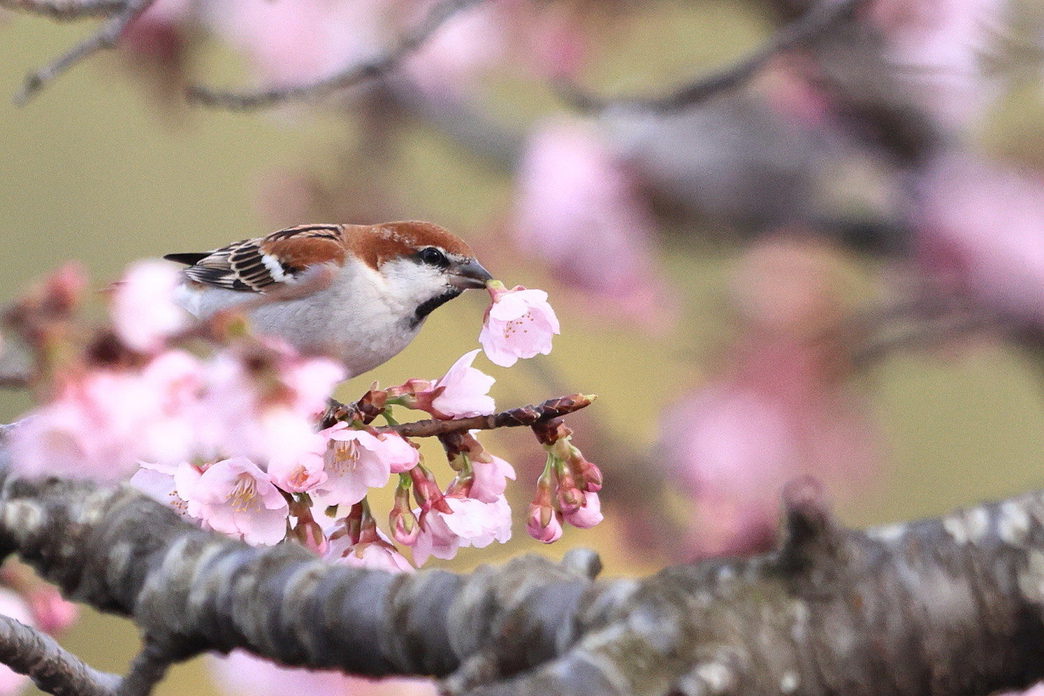 ニュウナイスズメ 桜の花と枝の 隙間から_f0369315_08531773.jpg