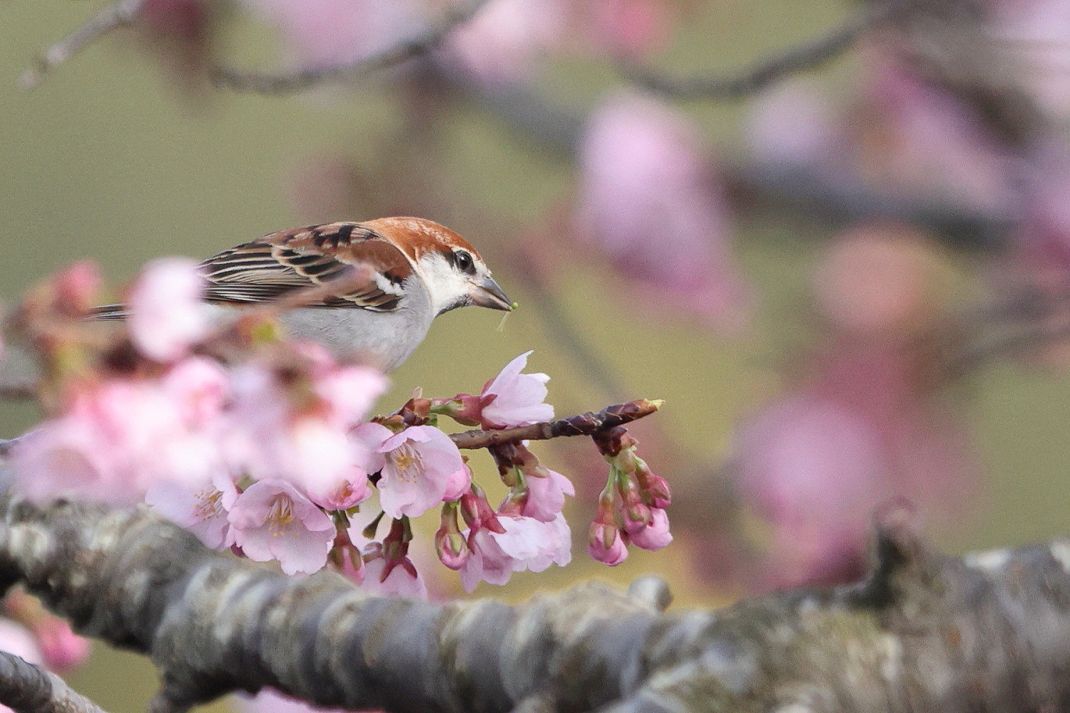 ニュウナイスズメ　桜の花と枝の 隙間から_f0369315_08531790.jpg