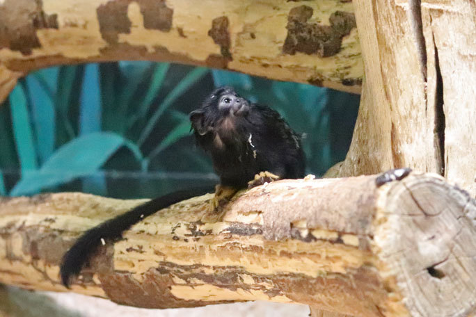 アカテタマリンのちびっ子と夜行性動物エリアの生き物たち（千葉市動物公園 February 2021）_b0355317_15234452.jpg