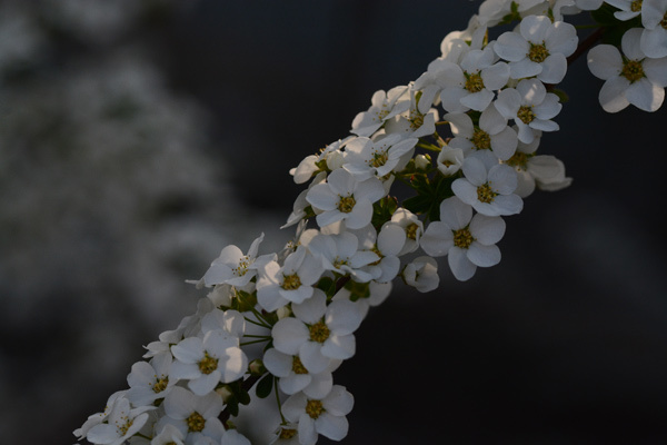 マリアの目が花 Official MV] ホワイトフラワ feat.urei【ミスリアの花園