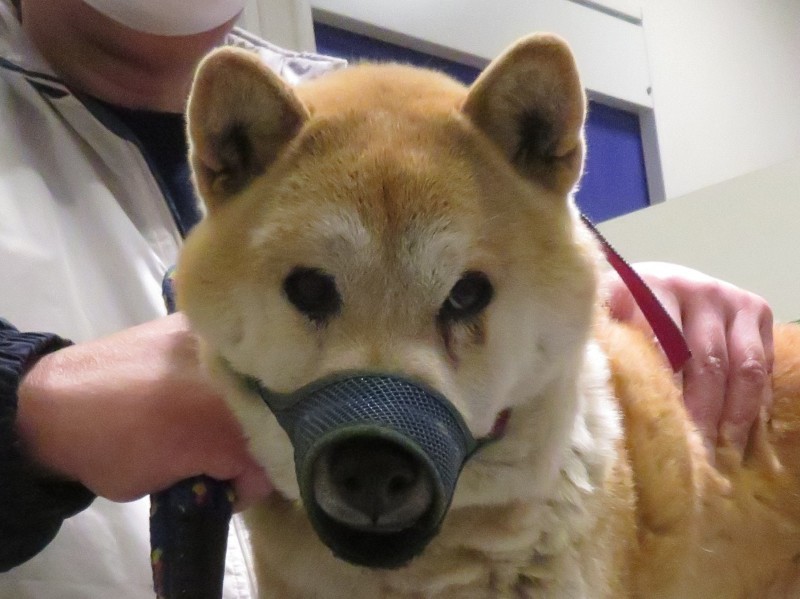 3 月 25 日の写真_c0174644_10154190.jpg