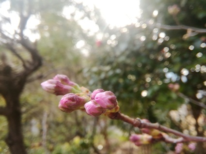 ゆすら咲く庭で…_b0368362_18220079.jpg
