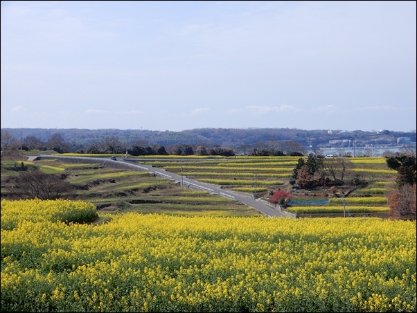 長崎鼻の菜の花_c0361298_21541756.jpg