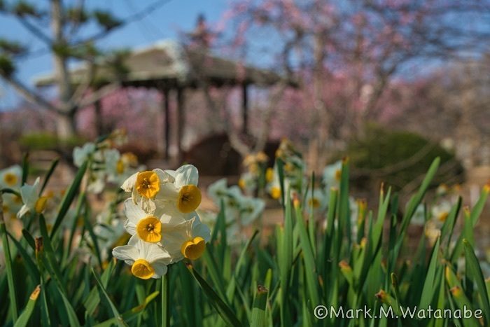 心字が池公園_e0135098_19493107.jpg