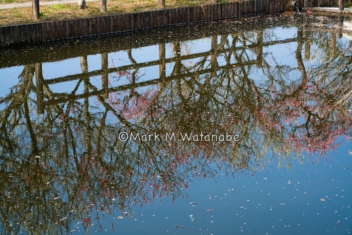 心字が池公園_e0135098_19494544.jpg