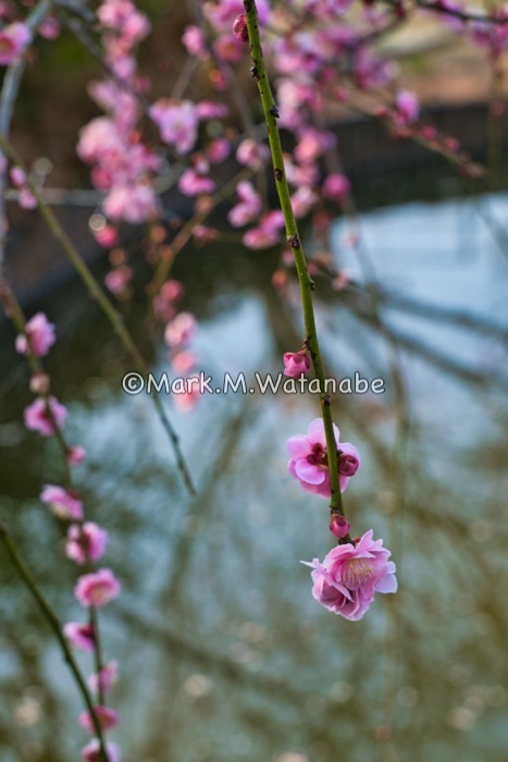 心字が池公園_e0135098_19495919.jpg