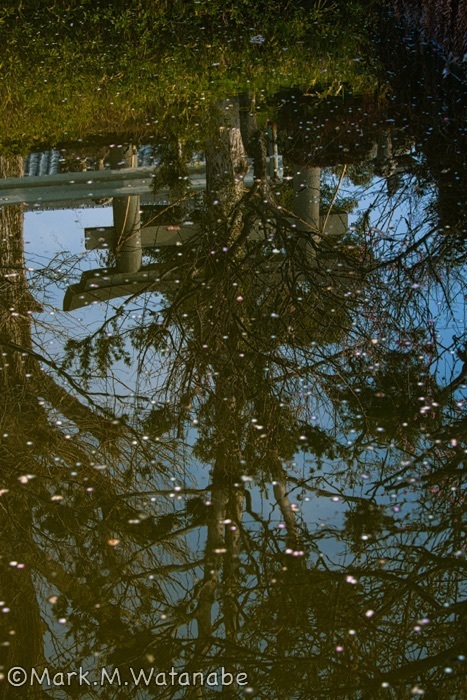 心字が池公園_e0135098_19501011.jpg
