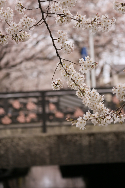 2022近所の桜　（5日目　番外編）_d0386809_12545362.jpg