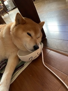 2022 3月26日 土曜日 小雨 7度_f0210811_15115876.jpg