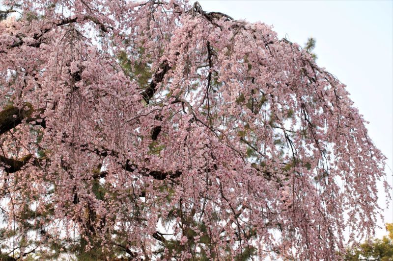 京都御苑　出水の枝垂れ桜と梅・桃三重奏_e0048413_20012995.jpg