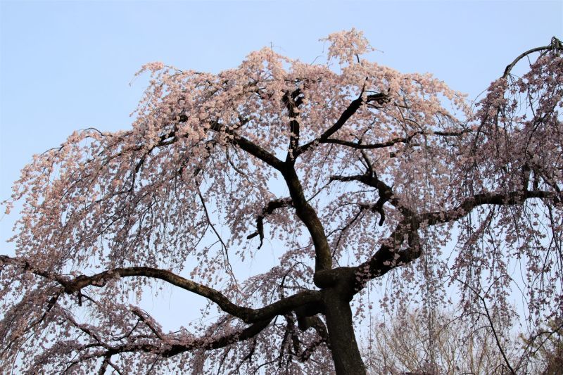 京都御苑　出水の枝垂れ桜と梅・桃三重奏_e0048413_20013473.jpg